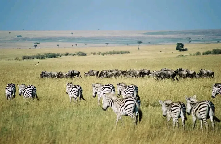 Kenya safari wildlife