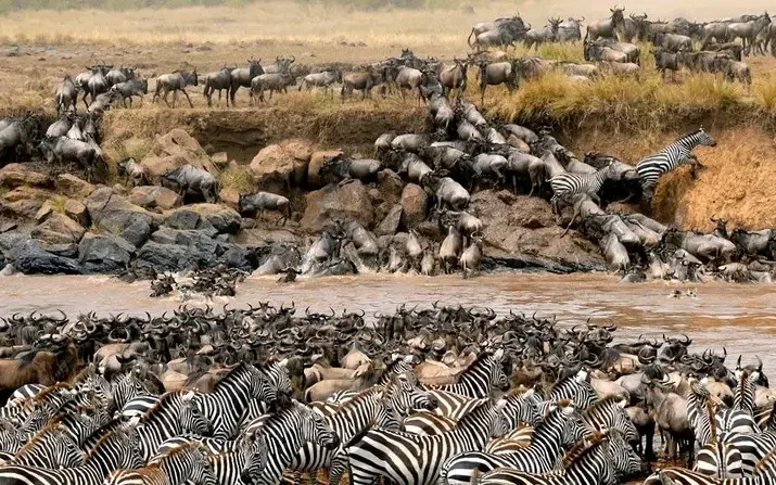 Zebra and wildebeest on safari
