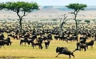 Wildebeest during a Kenya safari