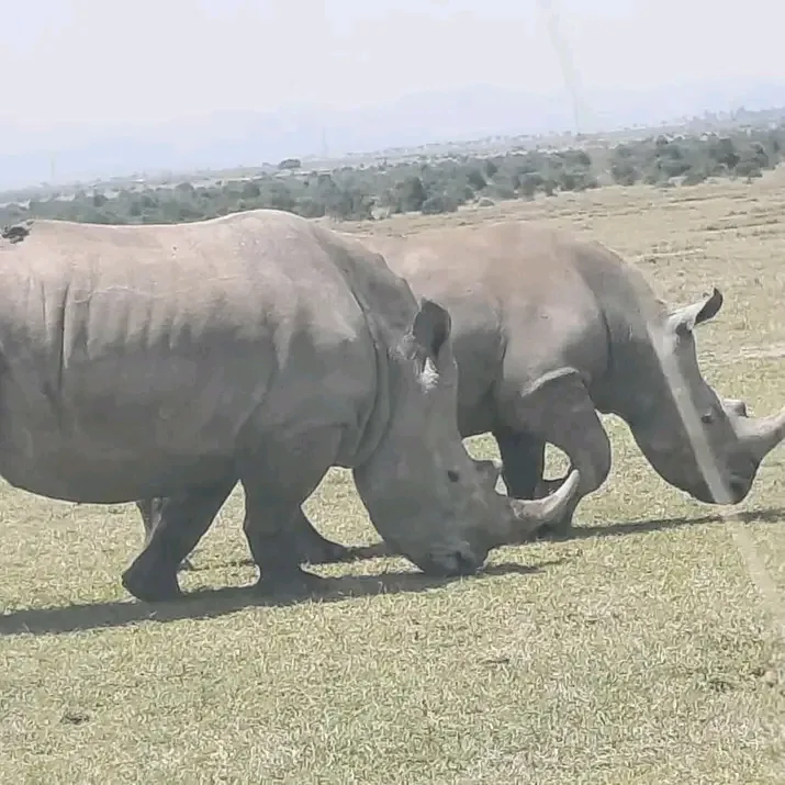 Lake Nakuru wildlife and safari landscape