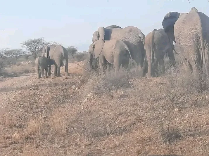 Amboseli wildlife safari