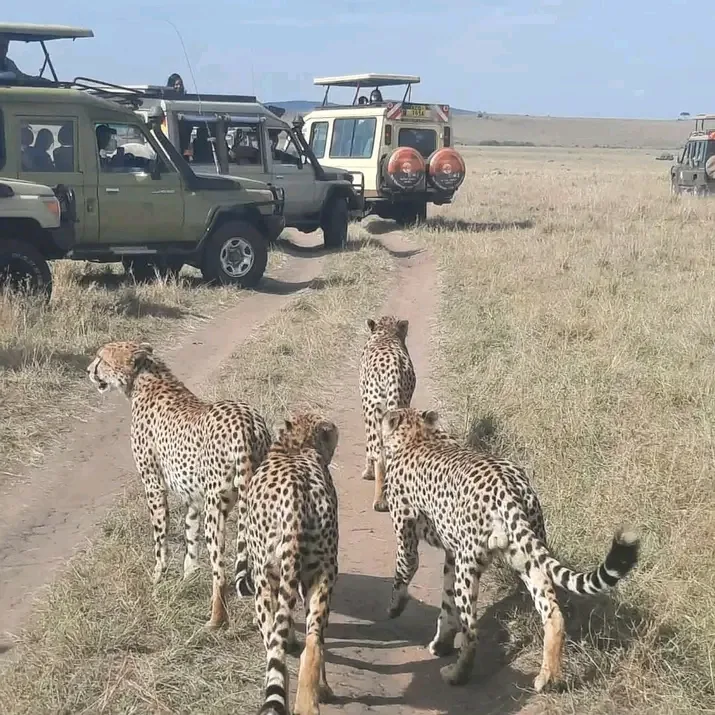 Kenya safari wildlife