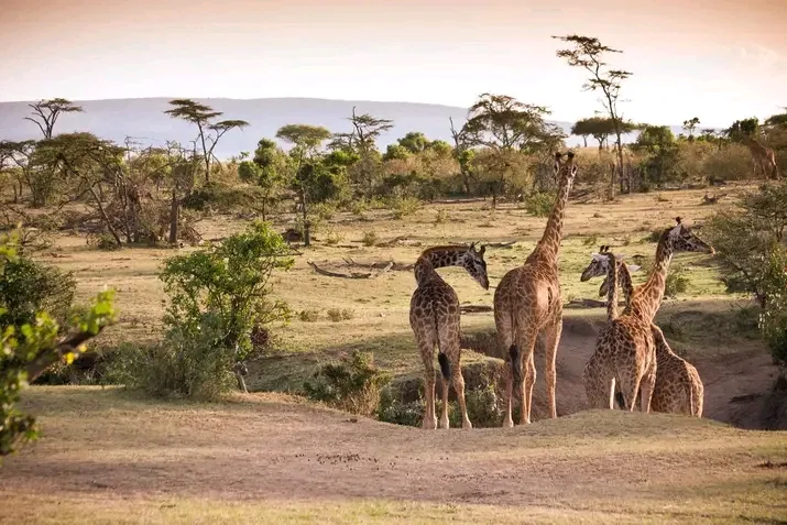 Kenya safari wildlife