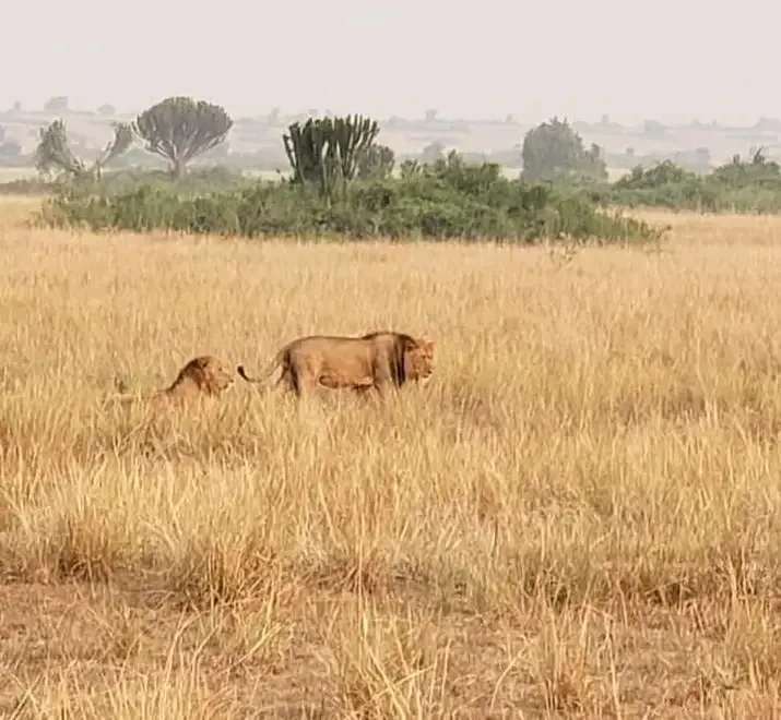 Kenya safari wildlife