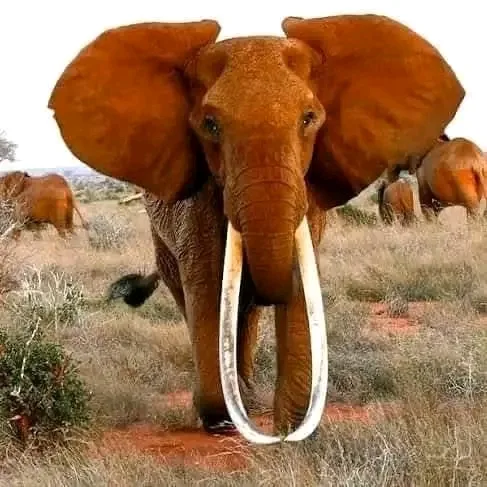 Samburu wildlife safari
