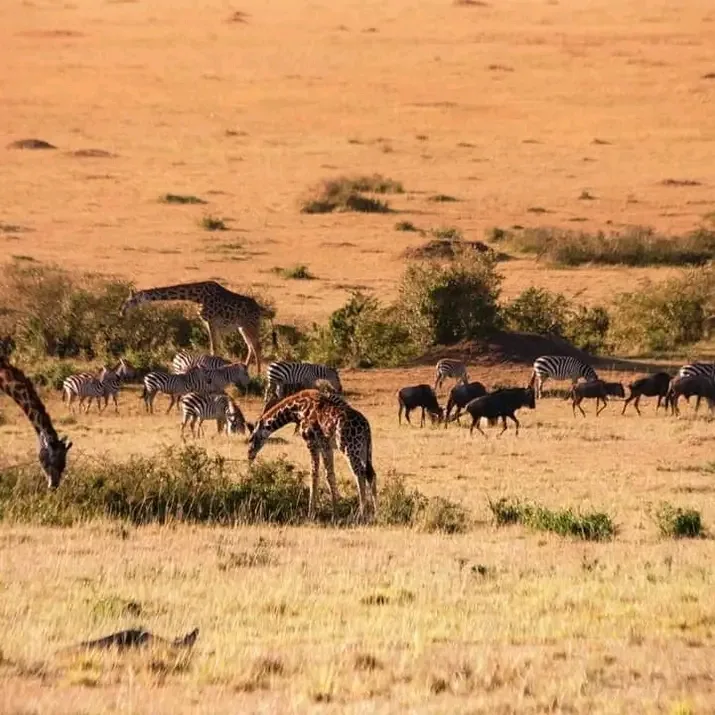 Kenya safari experience