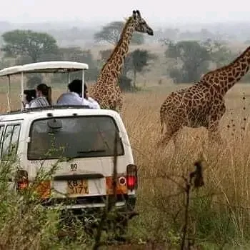 Kenya safari wildlife