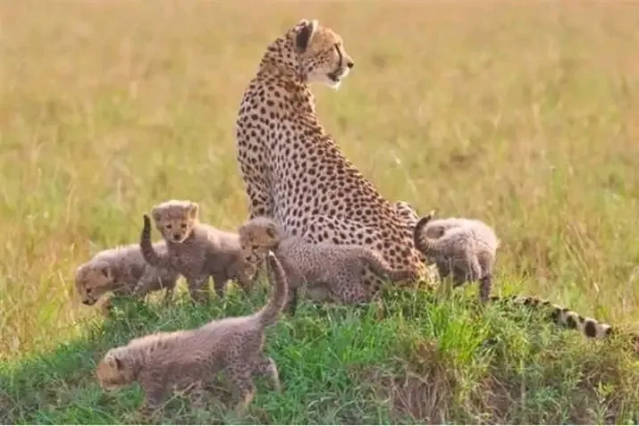 Safari experience with Kaswan Tours and Safaris