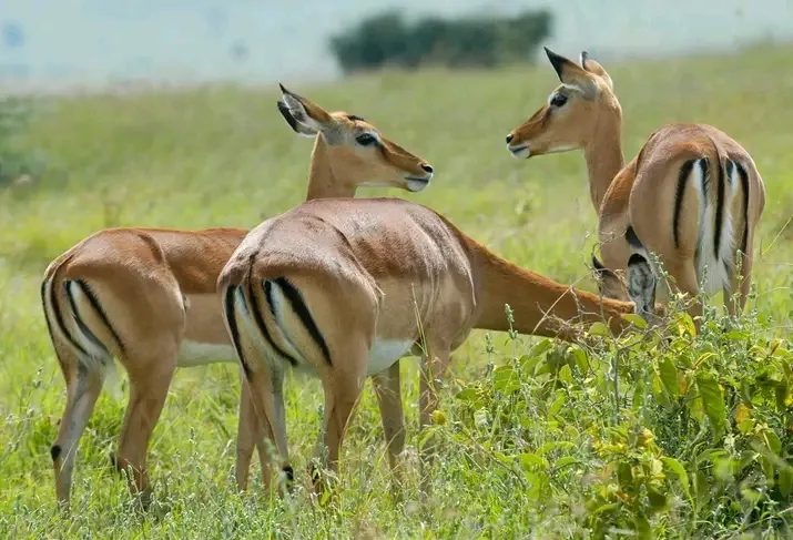 Safari experience with Kaswan Tours and Safaris