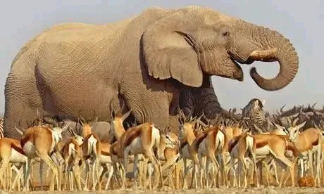 Safari experience with Kaswan Tours and Safaris