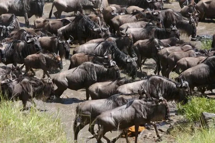 African wildlife safari experience